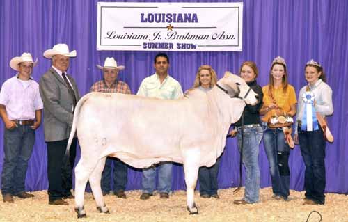 Brahman Show Cattle for Sale in Florida
