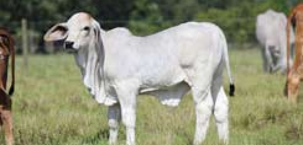 Brahman Calves for Sale