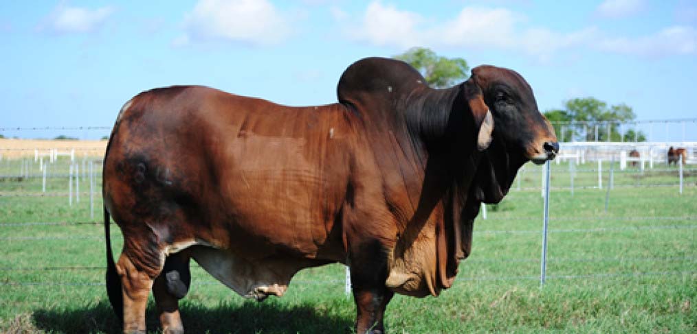 Brahman Bulls for SaLE