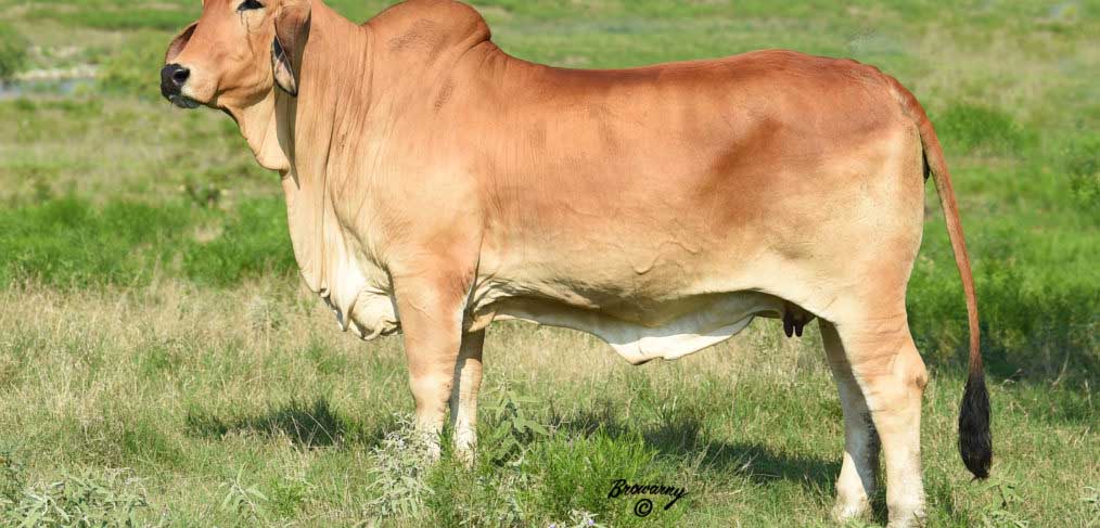 Red Brahman Cattle for Sale