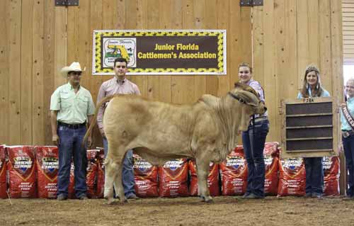 Brahman Show Cattle for Sale in Florida and Texas | Buy ...