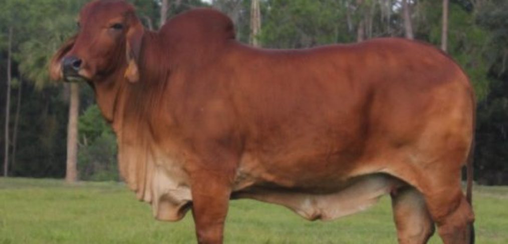 Brahman Cattle for Sale in Texas
