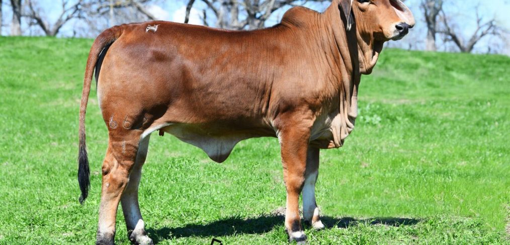 Brahman Cattle for Sale